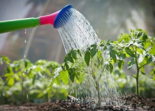 How to Watering Plants of Garden?