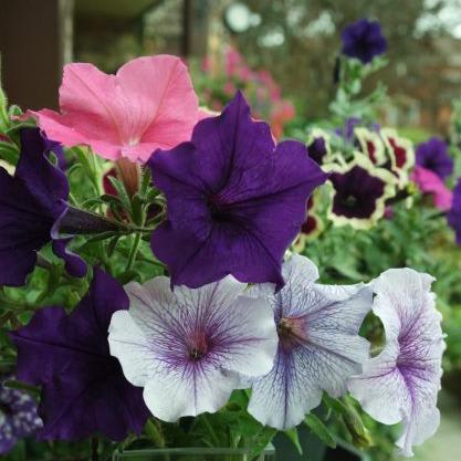 Breathe - #BreatheSeptember2018 - petunias In a Vase on Monday - Views from my garden bench
