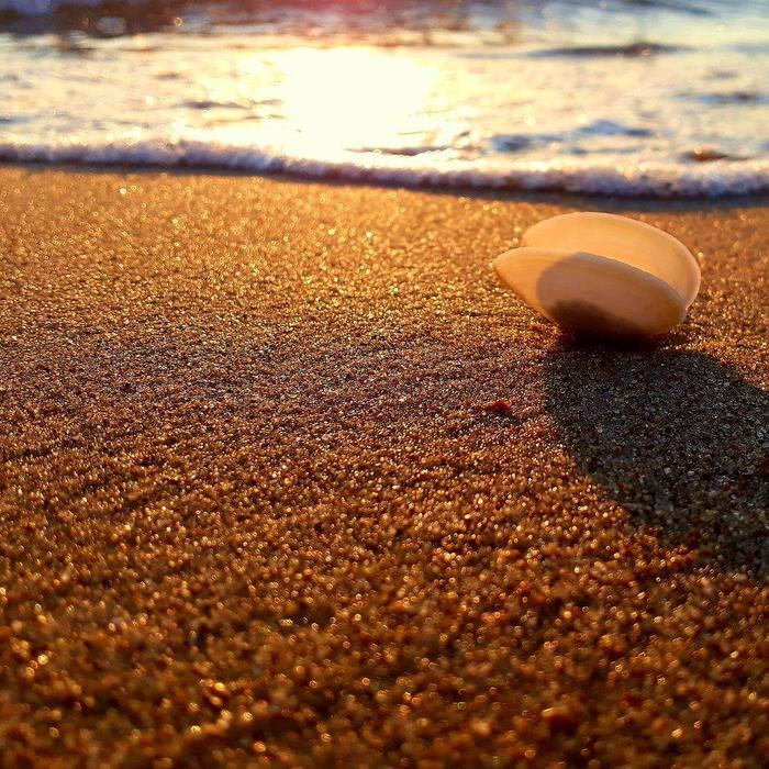 Where to Find the Best Shelling Beach on Sanibel Island, Florida