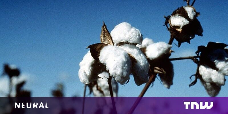 How AI is helping Indian cotton farmers reduce pesticide use