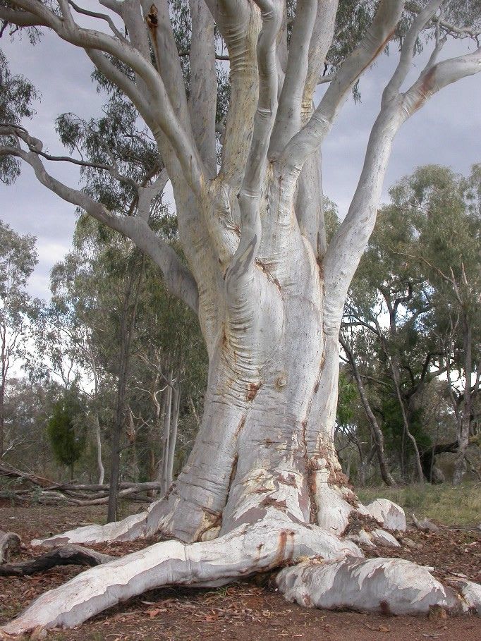 Eucalyptus rossii, Scribbly gum | Australian trees, Old trees, Magical tree