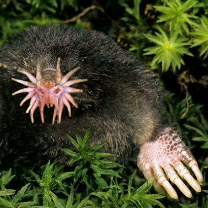 Animals You May Not Have Known Existed