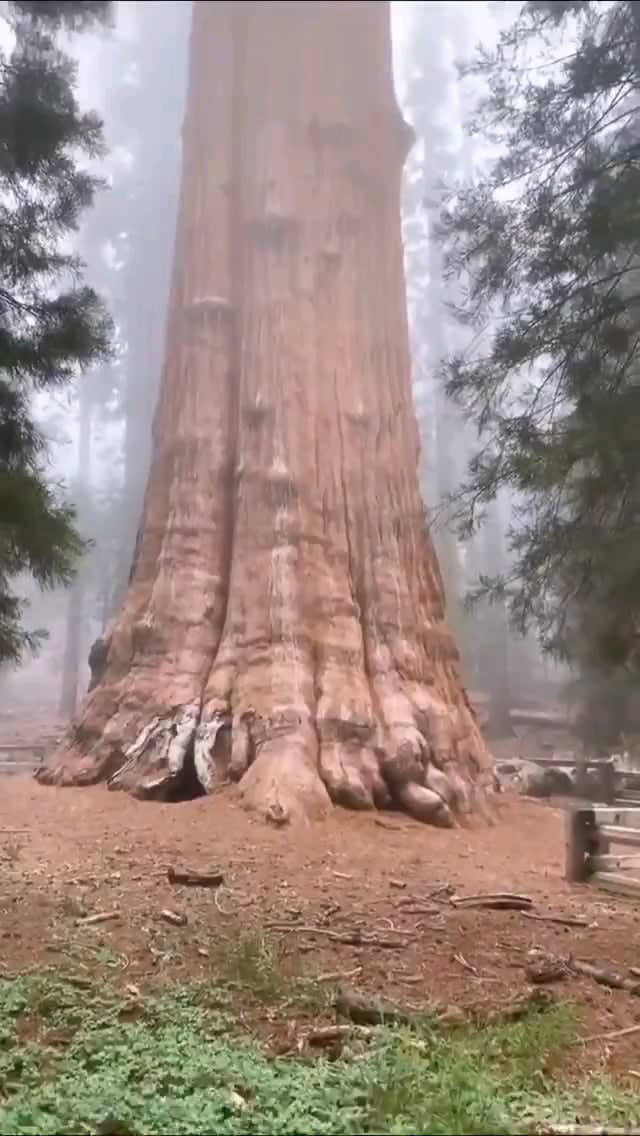 General Sherman Tree is the world's largest tree, It stands 275 feet (83 m) tall, and is over 36 feet (11 m) in diameter Sequoia National Park, USA