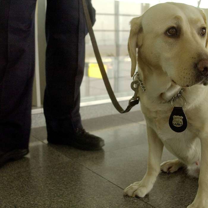 Why the TSA Prefers Dogs With Floppy Ears Rather Than Pointy Ones