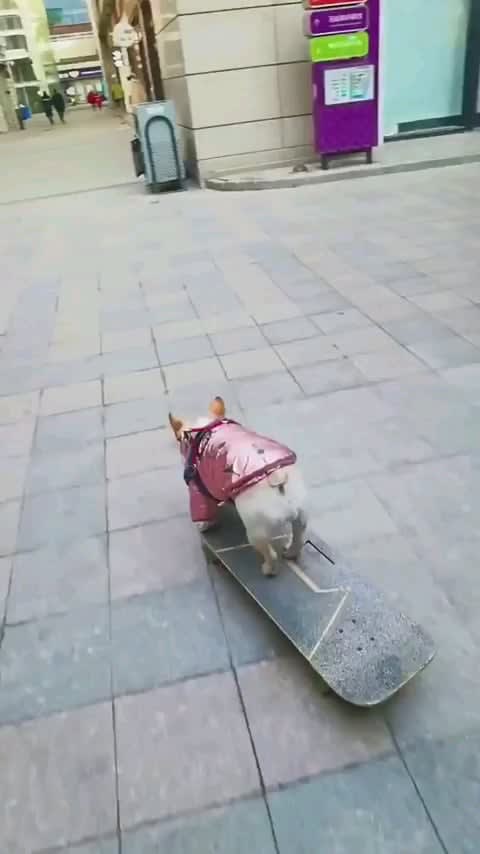 Doggie cruising around town