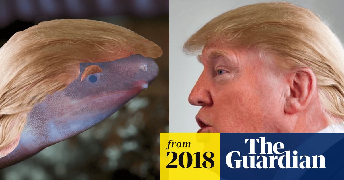 Blind creature that buries head in sand named after Donald Trump