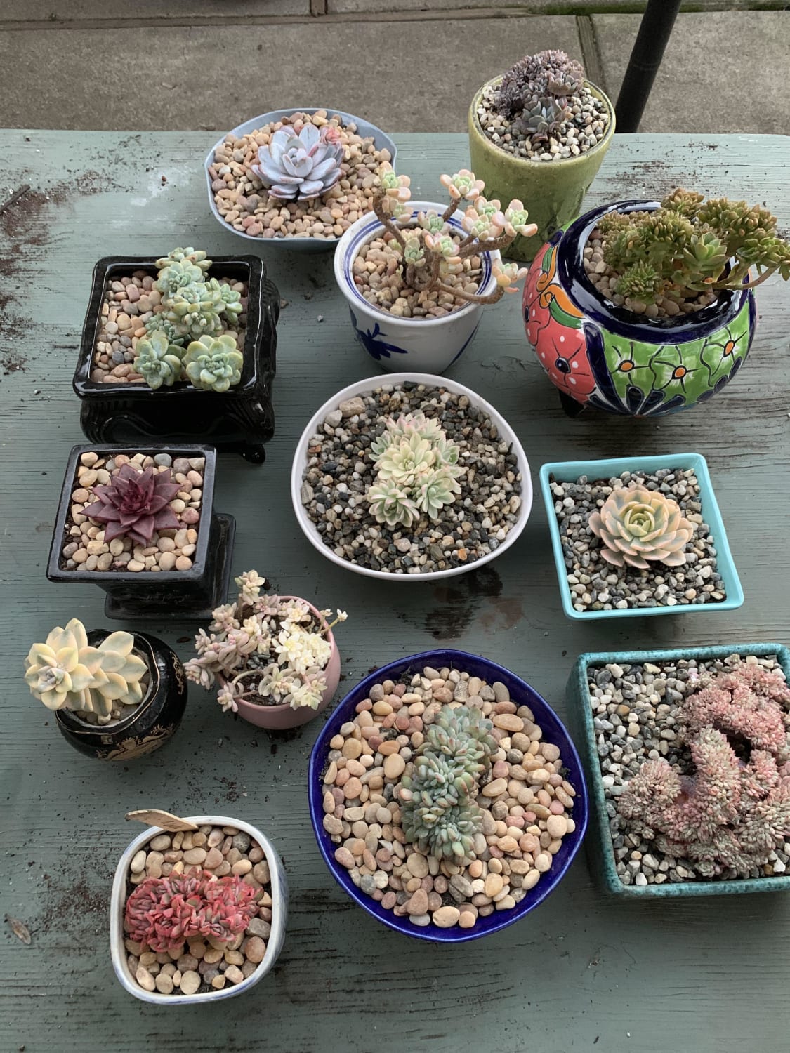 Went a bit spend crazy when we found a local seller of Korean succulents... here’s the haul!