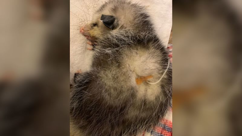 Baby opossum beaten until blinded on Hilton Head golf course