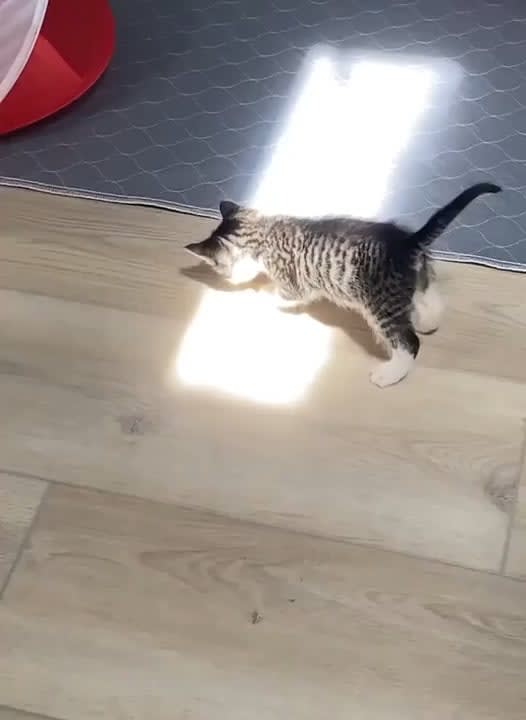 Kitten experiencing sunbeam for the first time