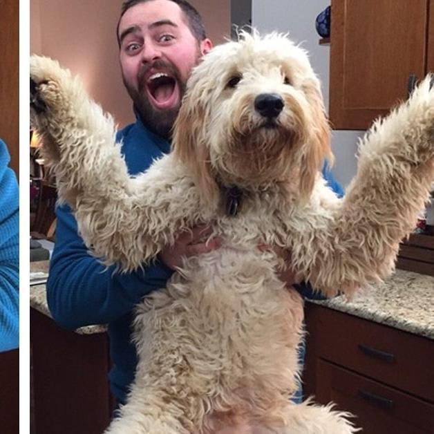 23 Adorable Then and Now Photos of Dogs Who Are the Same Puppies But Bigger
