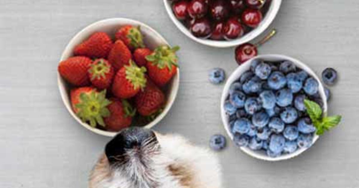 Can Dogs Eat Fruits And Berries?