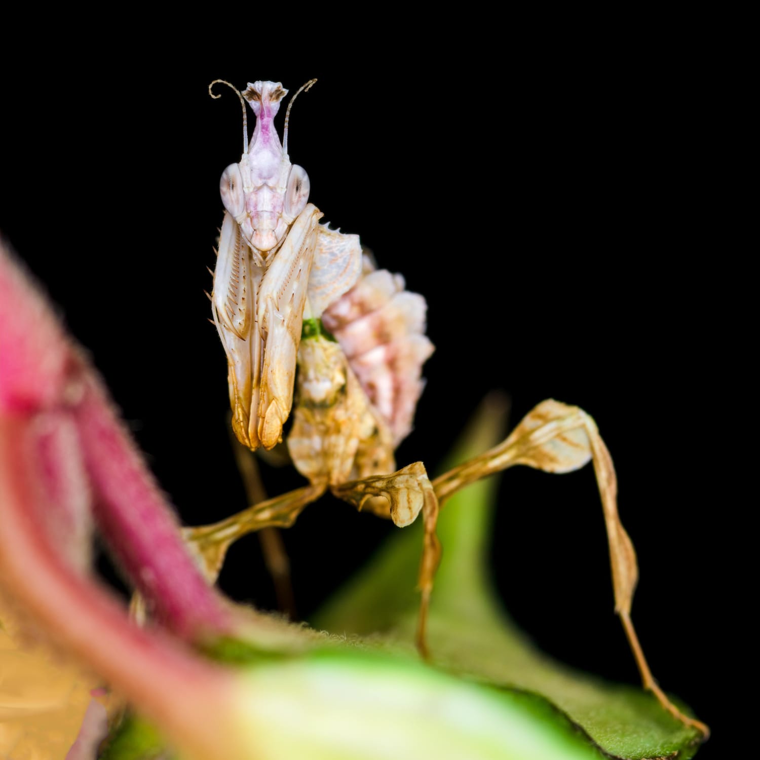 No ID needed, just wanted yall to meet Taz the Giant Devil Flower Mantis nymph (Idolomantis diabolica)