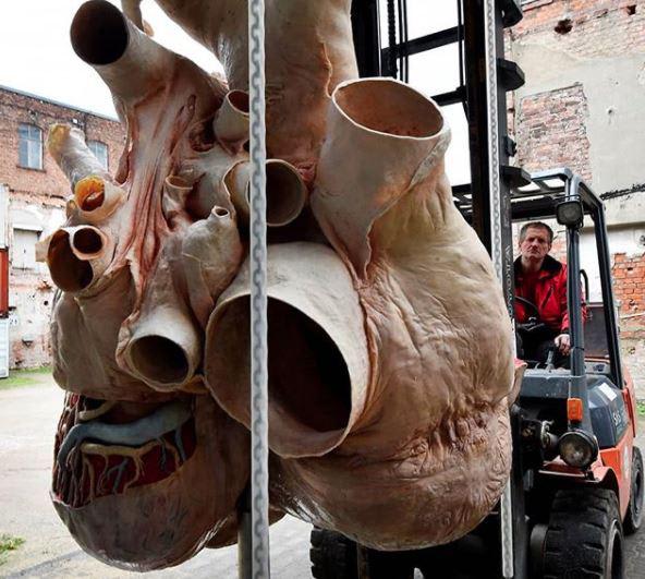 Perfectly preserved blue whale heart
