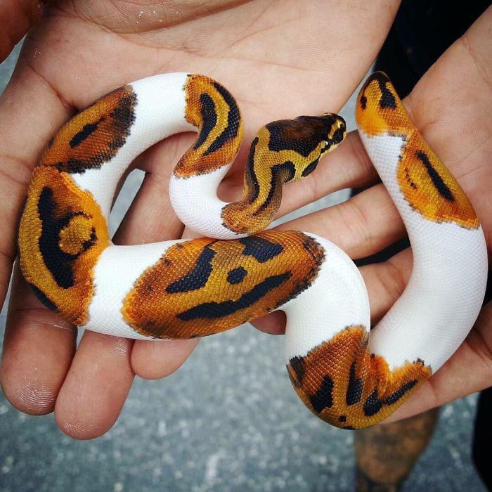 Perfect halloween snake