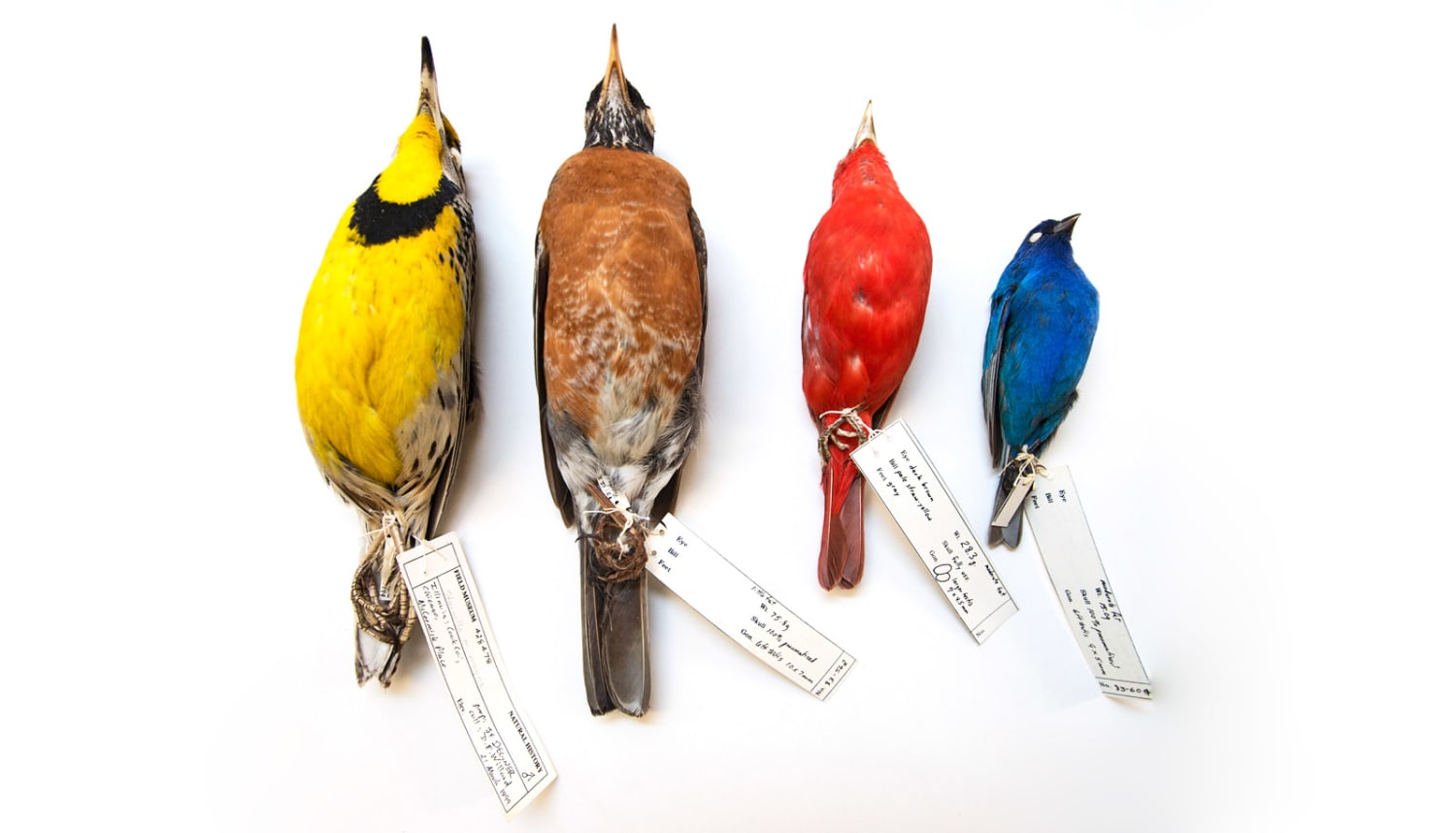 Migratory birds are shrinking as the world heats up