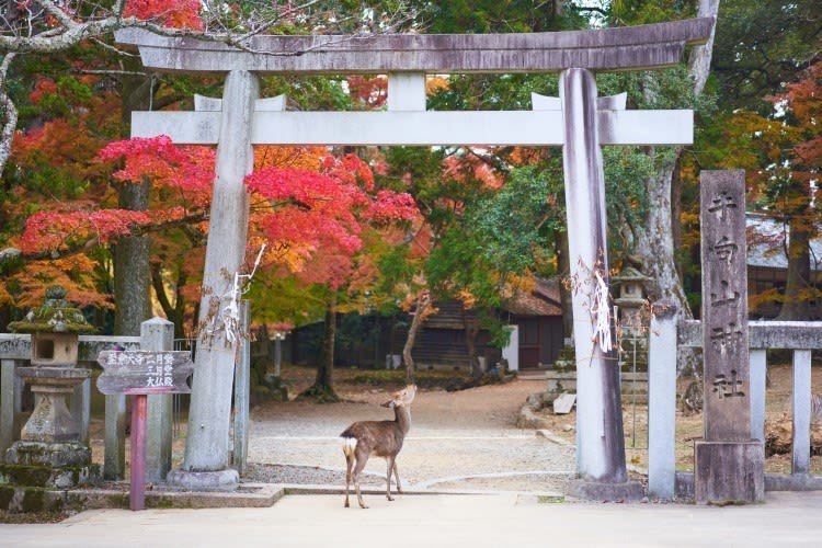 Top 10 Unmissable Things to Do in Nara, Japan