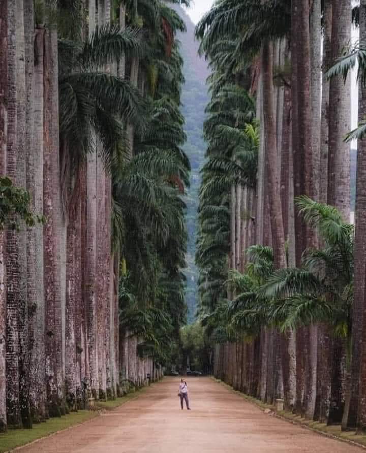 Botanical Park of Rio de Janeiro - Brazil. Founded in 1808, it is considered one of the richest and most important in the world