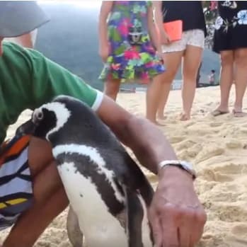 Long-distance love brings penguin to man who rescued him every year