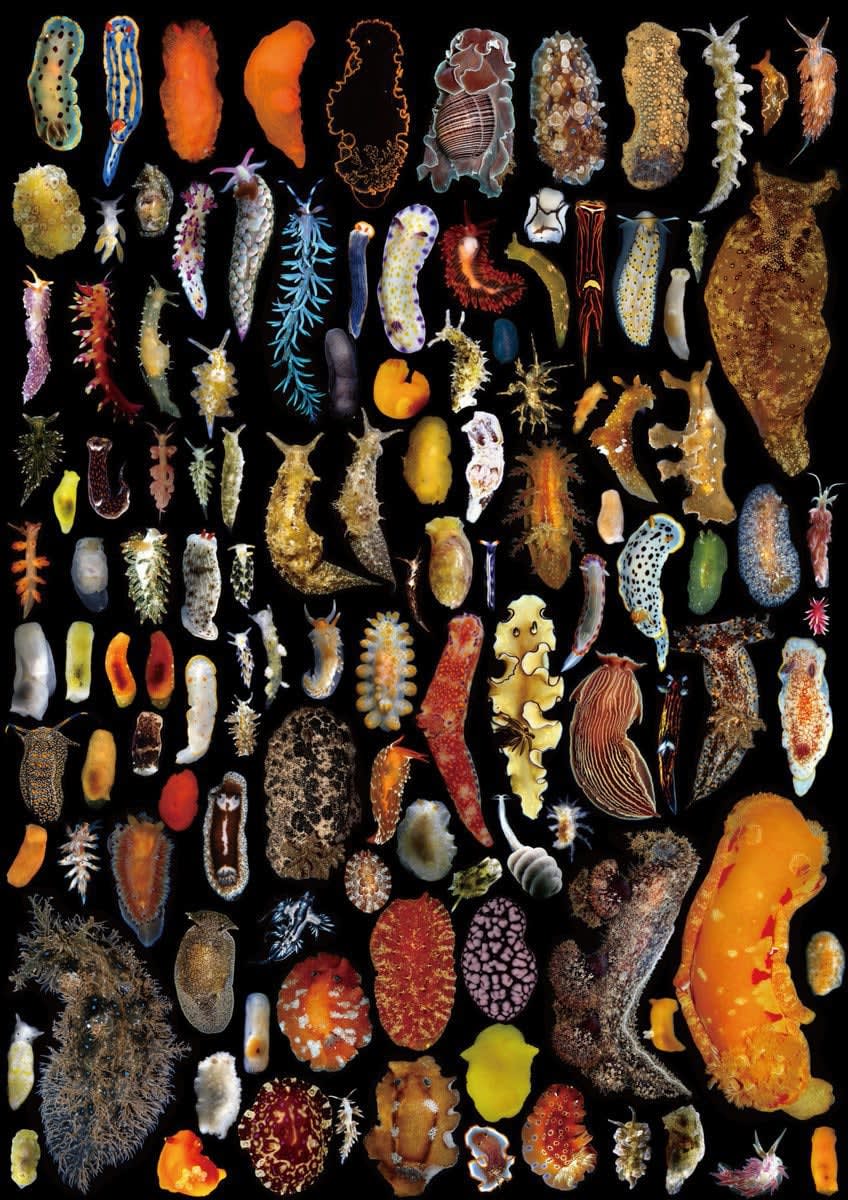 This incredible variety of sea slugs found around Misaki, Japan