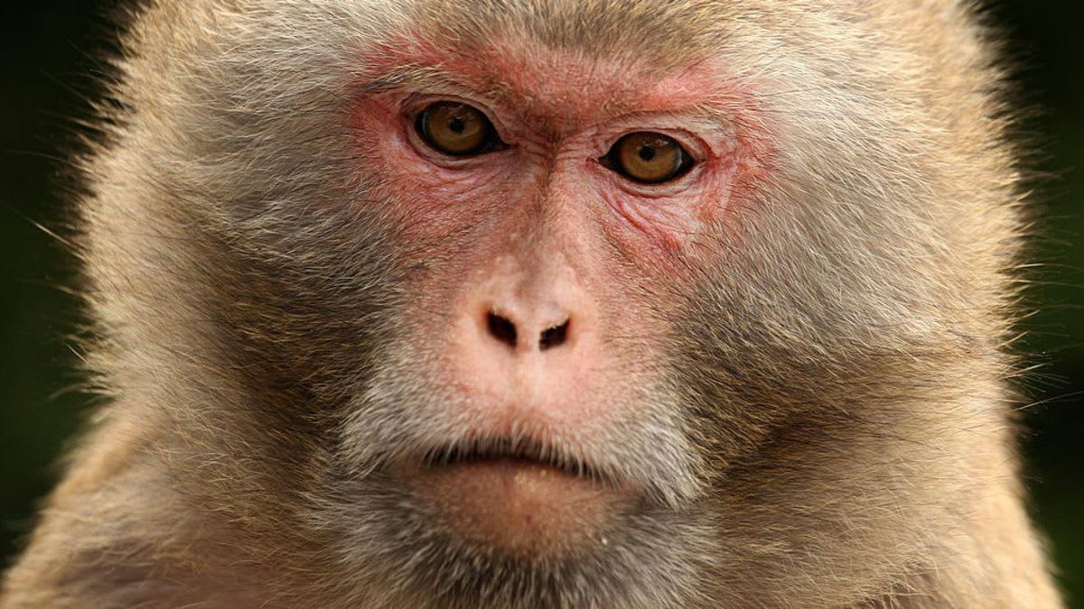 Researchers Control Monkeys' Decisions With Bursts of Ultrasonic Waves