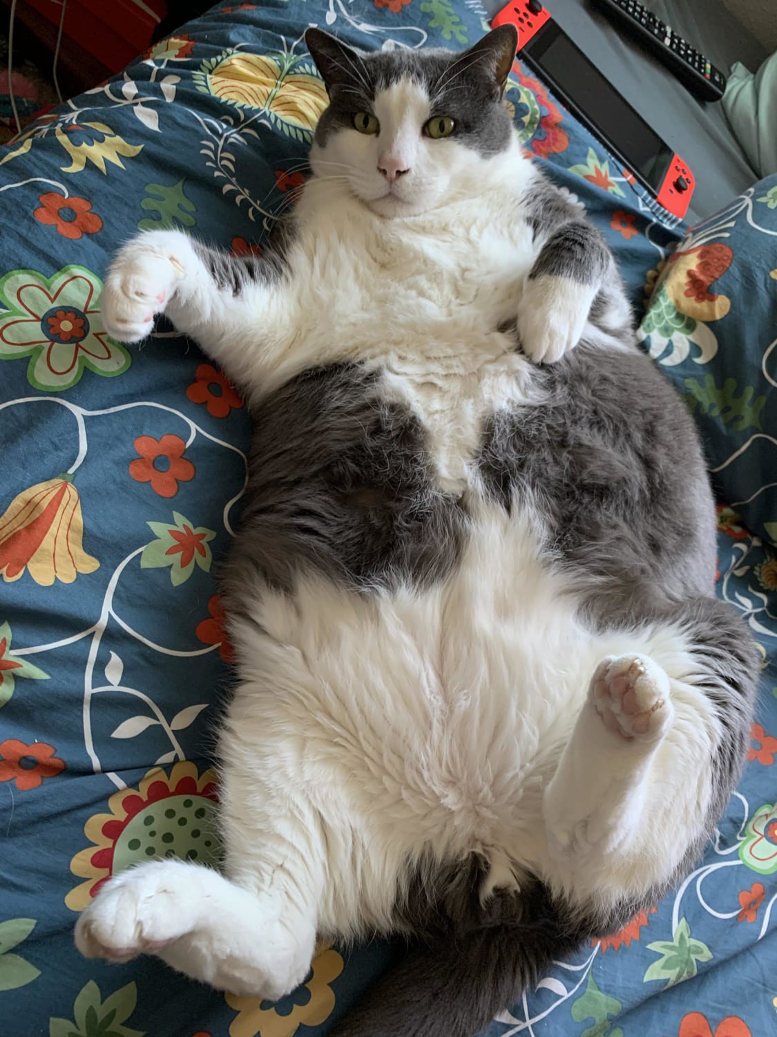 adopted this chonker last year (he’s on a diet now!) thought I’d share him with everyone ❤️