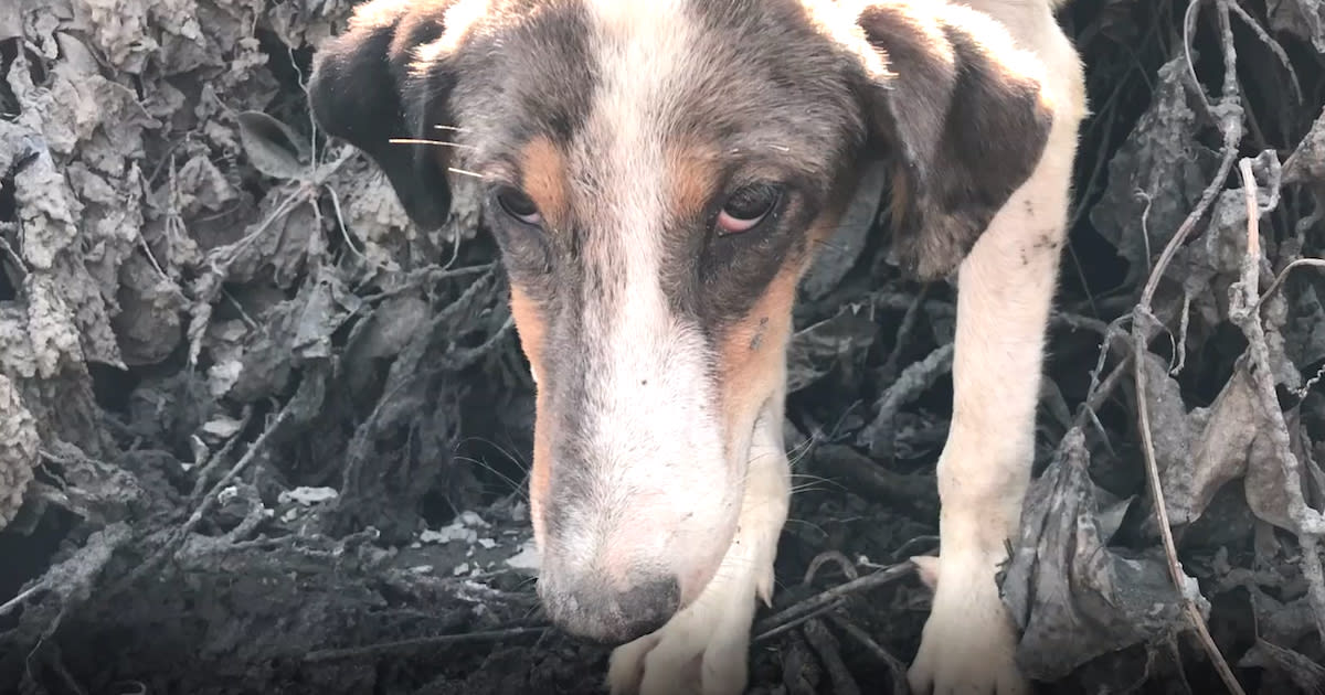 Dog Left Behind During Erupting Volcano Gets Foot Stuck In The Ground »
