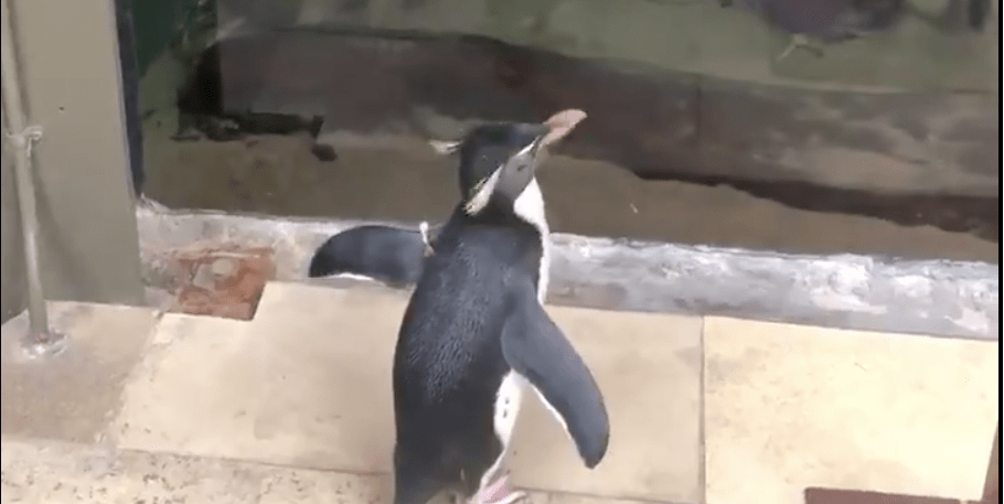 This Adorable Penguin Got To Tour His Aquarium After It Closed to Humans