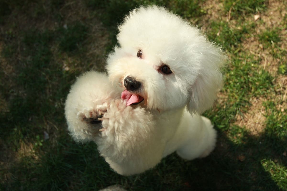 Complete Guide to the Teddy Bear Dog Breed