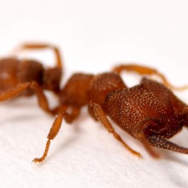 The Dracula ant snaps its jaw shut 5,000 times faster than you can blink