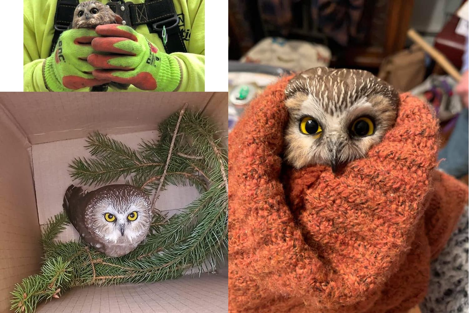 Owl rescued during setup of Rockefeller Center Christmas tree - BirdWatching