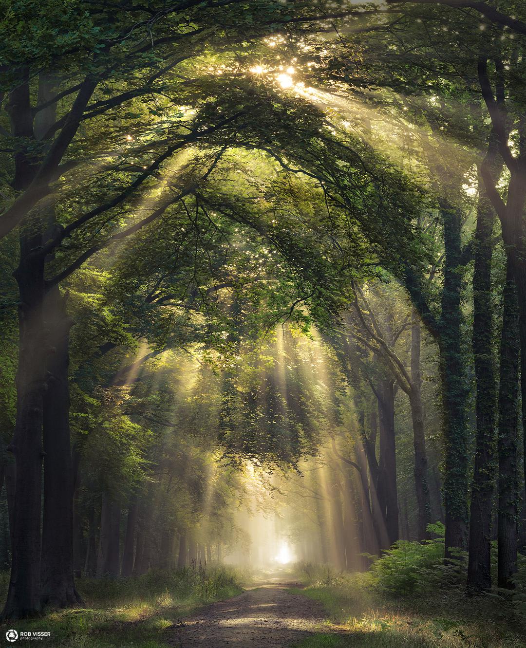 Forest in the Netherlands