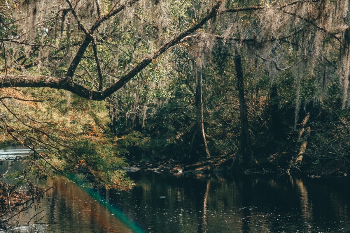 The Best Trails In Gainesville, Florida + Awesome Springs And State Parks