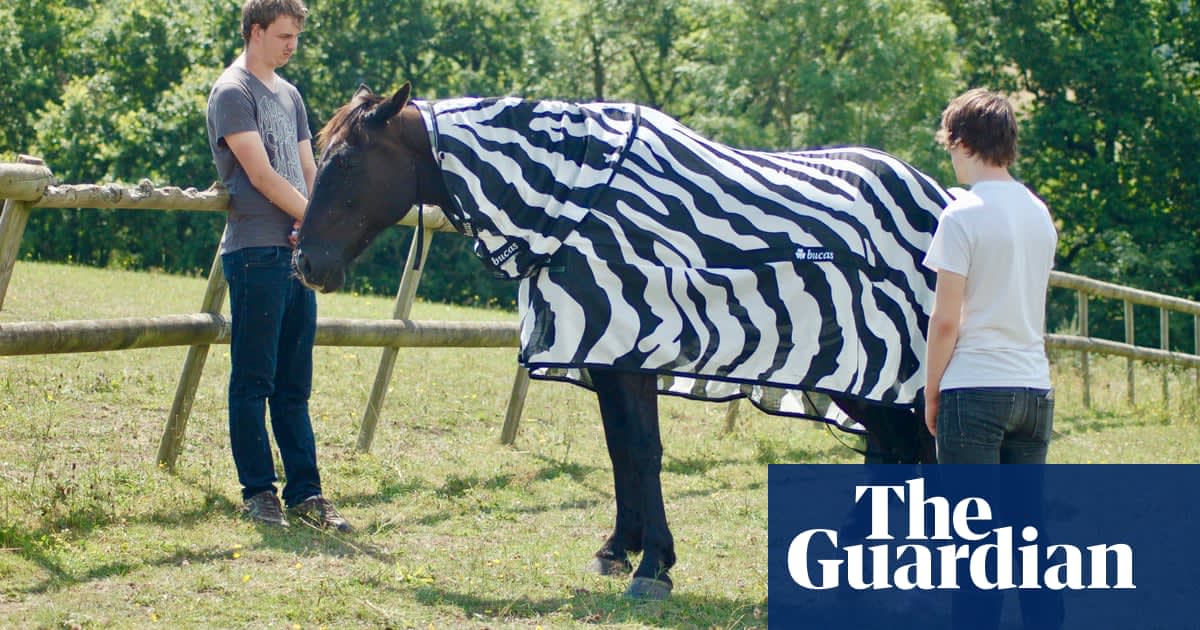 Why the zebra got its stripes: to deter flies from landing on it