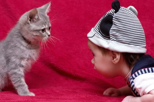 Four Life Lessons Cats Can Teach Your Kids