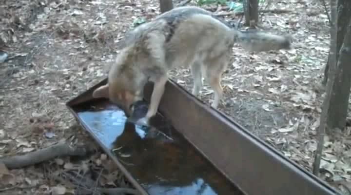 Coyote did not think the water was frozen, gets shocked