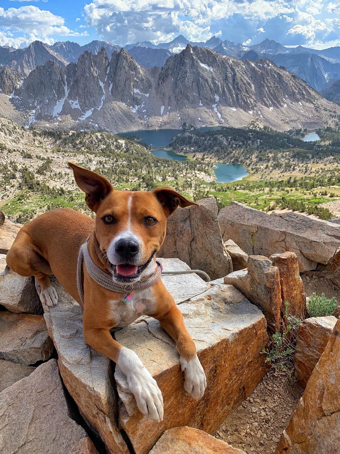 My pup, Lola, at one of my favorite spots in CA, Kearsarge Pass