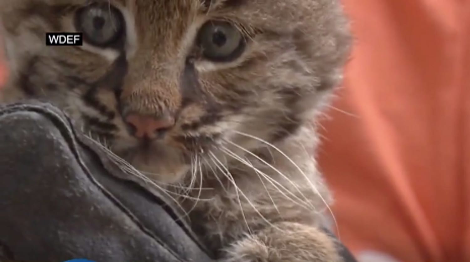 Woman Finds Out 'Kitten' She 'Rescued' Is Actually A Bobcat