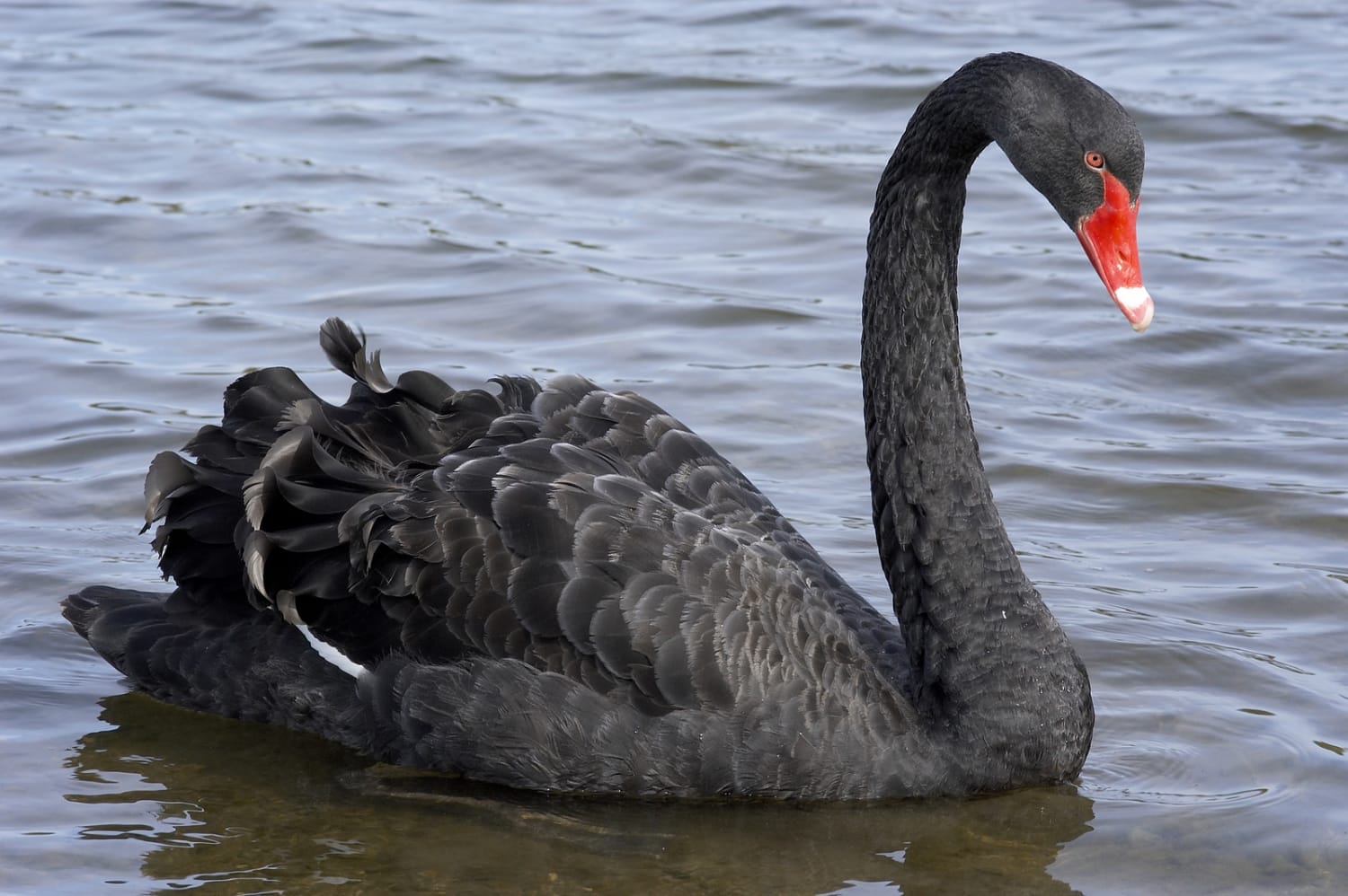 A Flock of Black Swans Comes Home to Roost
