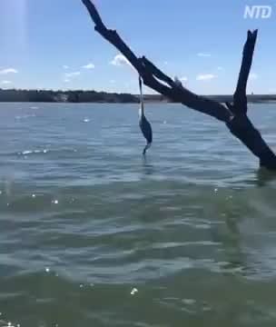 Men rescue a stranded heron from fishing line.