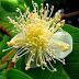 48 Jenenge Kembang - Nama Bunga Basa Jawa