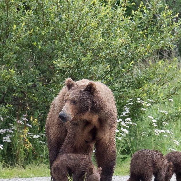 A bear cam mom showed up at the river with 4 cubs. How many will survive?