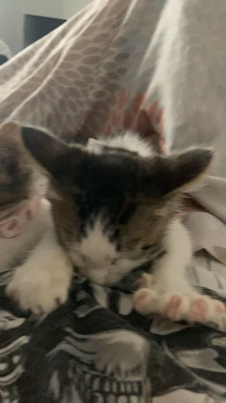 Is there anything wrong if my kitten sucks on my shirt to fall asleep?