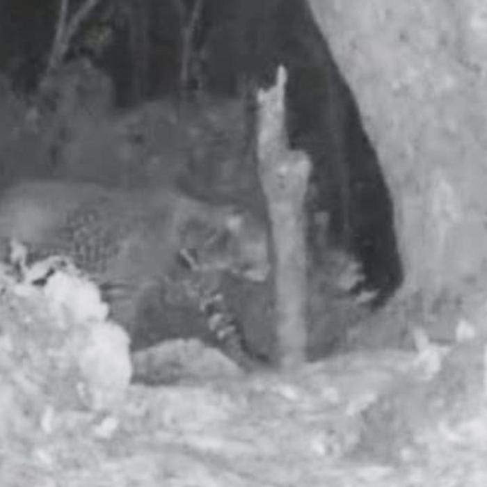 Zanzibar Leopard Captured on Camera, Despite Being Declared Extinct