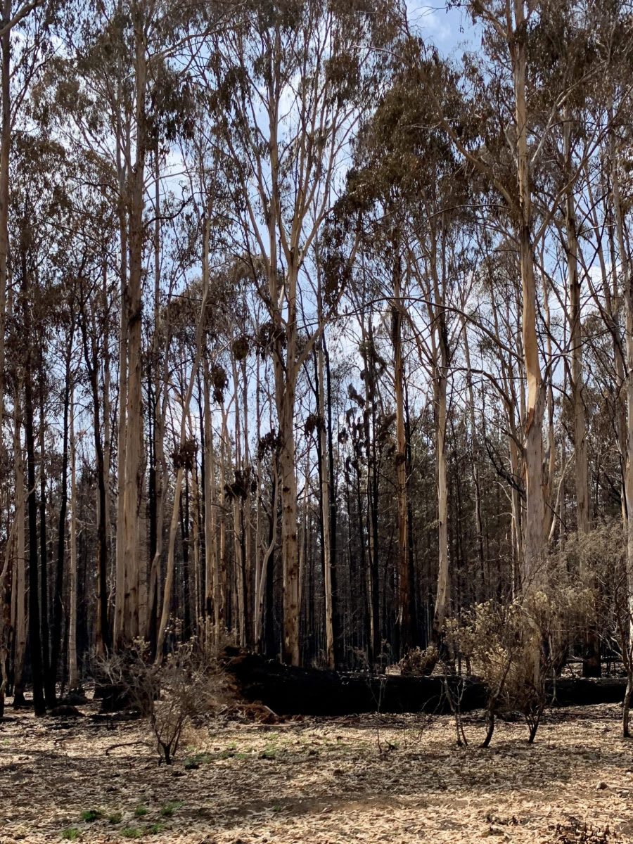 How do people react when devastating bushfires strike?