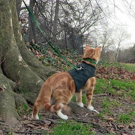 Can You Walk Your Cat on a Leash?