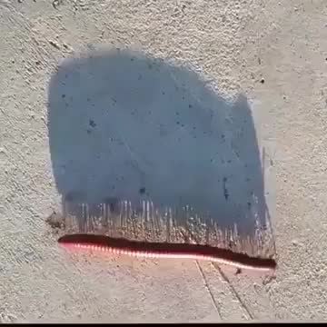Marching centipede