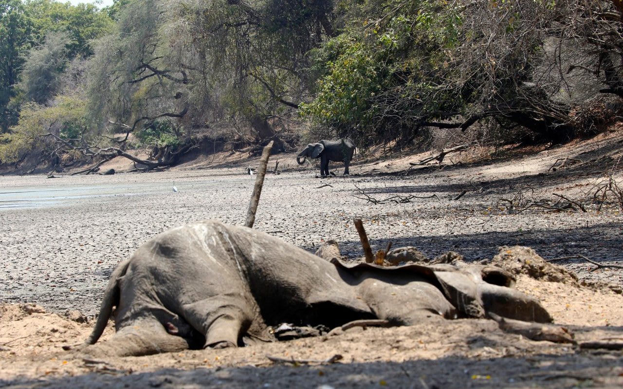 Drought-hit Zimbabwe plans mass elephant rescue to save animals at risk of starvation