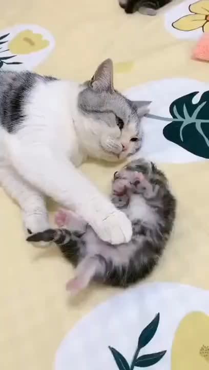 Mommy Cat protect u from nightmare