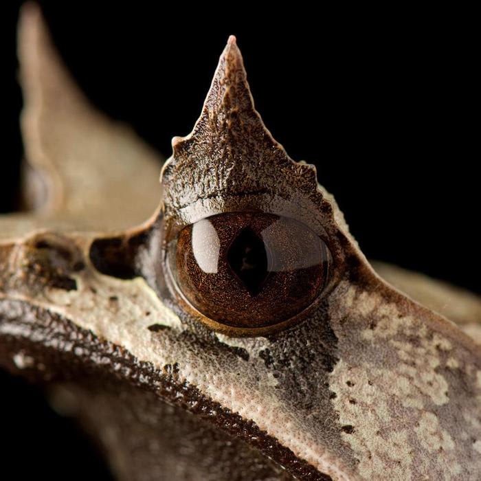 These Animals Have the World's Most Killer Headgear