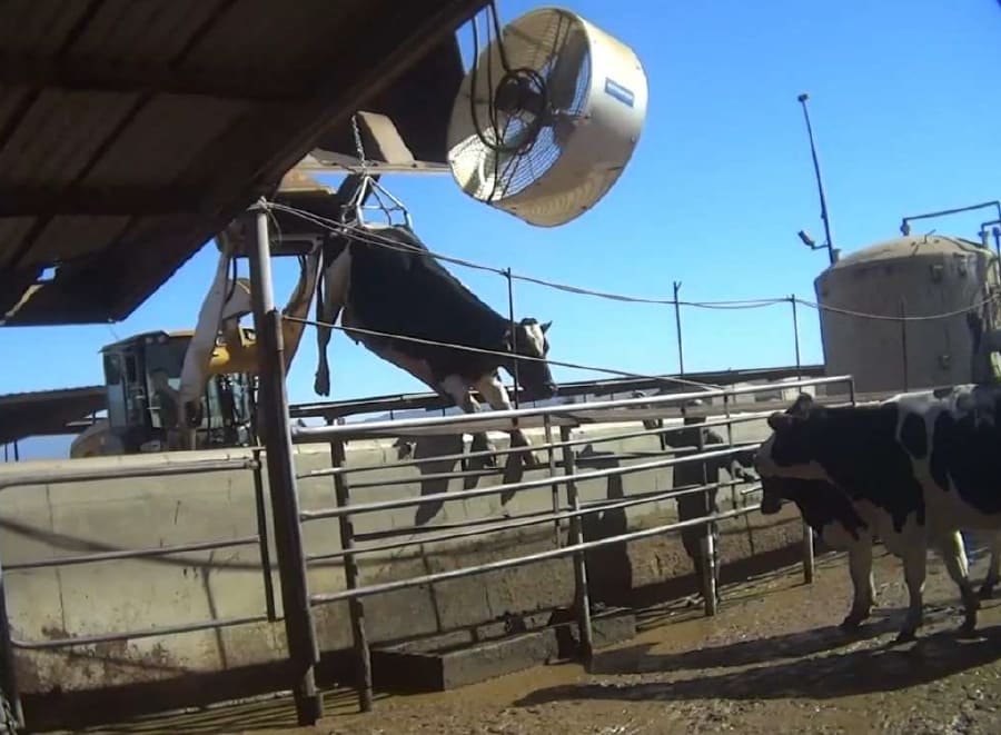 Dick Van Dam Dairy Sued for Animal Cruelty by Talkov Law